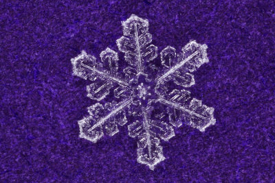 snowflake (IMG_2520ok.jpg)