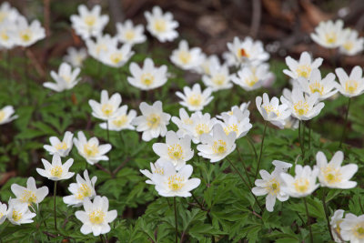 Anemone memorosa (IMG_6699m.jpg)