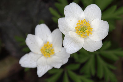 Anemone memorosa (IMG_6803m.jpg)