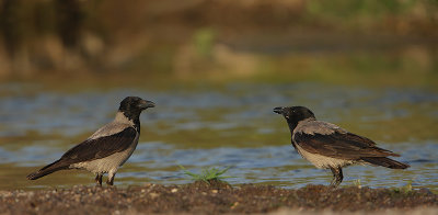Bonte kraai (corvus cornix)