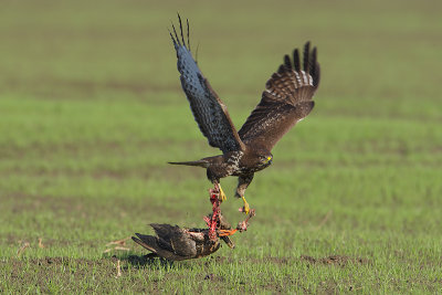 Buizerd