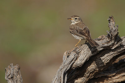 Berthelot's pipit