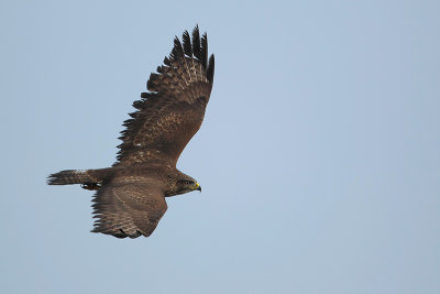 Buizerd