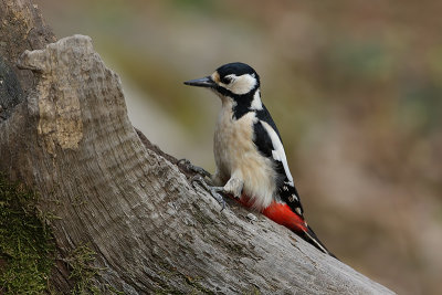 Grote Bonte Specht