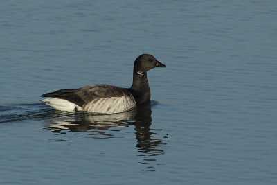 Pale-bellied Brant goose ( Witbuikrotgans )