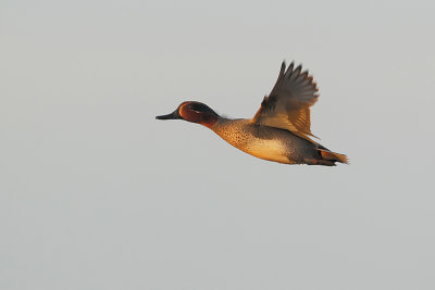 Common Teal (  Wintertaling )