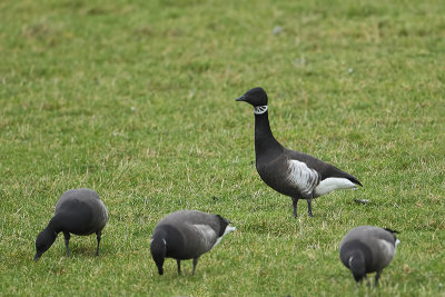 Black Brant (Zwarte rotgans)