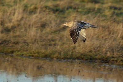 Curlew (Wulp)
