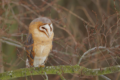 Barn owl (Kerkuil)