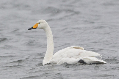 Whooper Swan (Wilde zwaan)