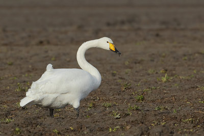 Whooper swan (Wilde zwaan)