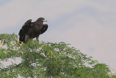 Greater Spotted Eagle ( Bastaardarend )