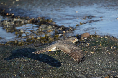 Sparrowhawk (Sperwer)