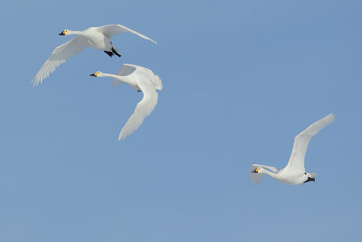 Bewick's swan (Kleine zwaan)