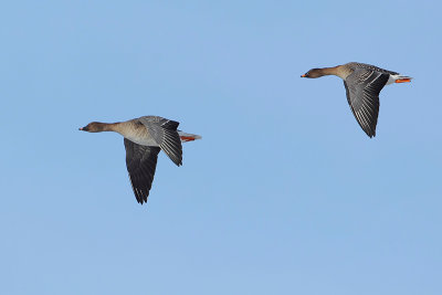 Tundra Bean Goose ( Toendra Rietgans)