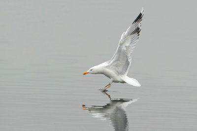 Herring gull (Zilvermeeuw)
