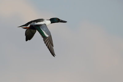 Northern Shoveler (Slobeend)