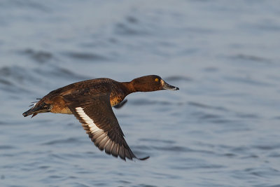 Tufted Duck (kuifeend)