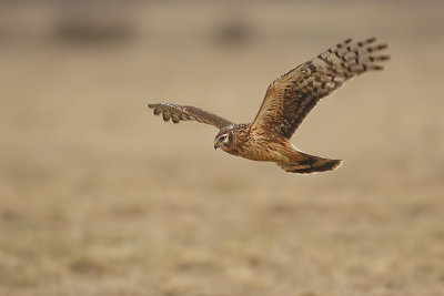 Hen Harrier (Blauwe kiekendief)