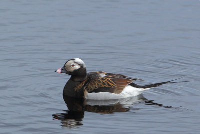 Long-tailed Duck  (IJseend)
