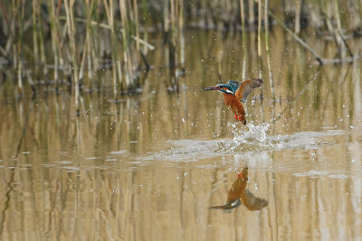 Kingfisher (IJsvogel)