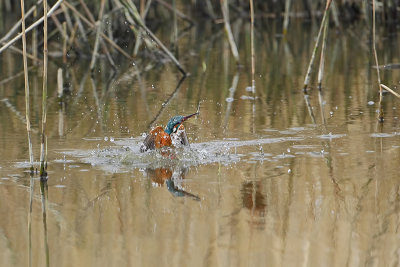 Kingfisher (IJsvogel)