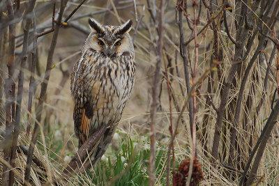 Long-eared Owl (Ransuil)