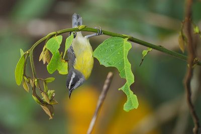 Bananaquit  (Suikerdiefje) 