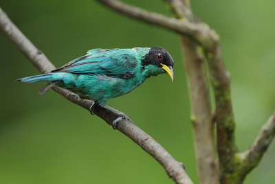 Green honeycreeper (Groene suikervogel)