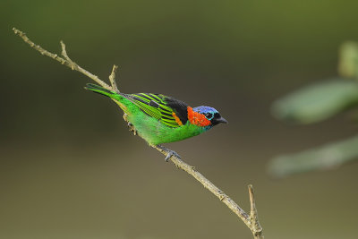 Red necked tanagre (Roodnektangare)