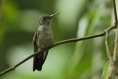 Sombre hummingbird (Sombere kolibrie)