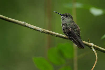 Sombre hummingbird (Sombere kolibrie)