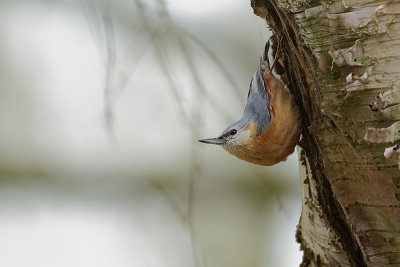Nuthatch (Boomklever)
