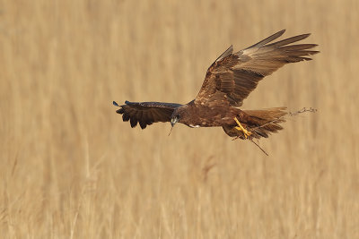 Western Marsh Harrier (Bruine kiekendief)