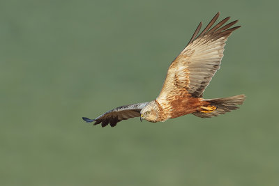 Marsh Harrier (Bruine kiekendief)