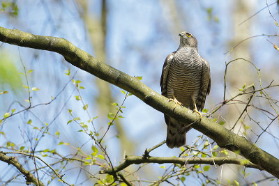 Sparrowhawk (Sperwer)