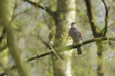 Sparrowhawk (Sperwer)