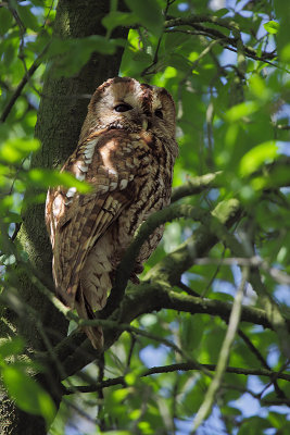 Tawny Owl (Bosuil)