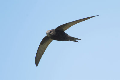 Common Swift (Gierzwaluw)