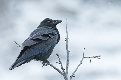 Grand corbeau - Raven - Corvus corax