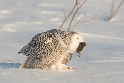 Harfang des neiges et campagnol des champs - Snowy owl and meadow vole -  Nyctea scandiaca, Microtus pennsylvanicus