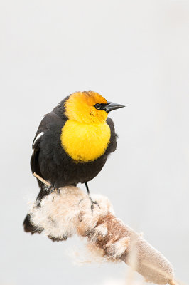 Carouge à tête jaune - Yellow-headed blackbird - Xanthocephalus xanthocephalus