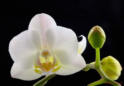  Focus Result (B, 12, 5) - Version 2.jpg