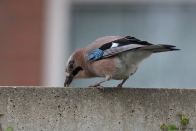 g2/88/1045288/3/146840740.C1fUyRcI.jpg