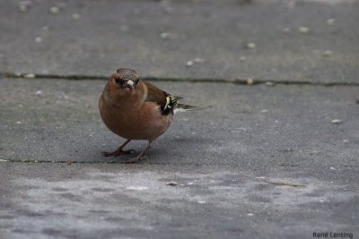 Vink