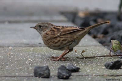 Heggenmus