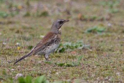 Kramsvogel