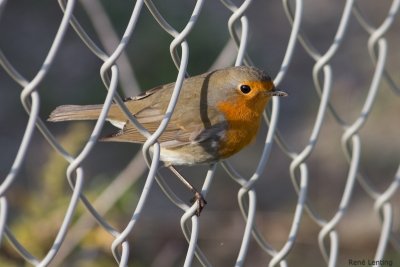 Roodborst