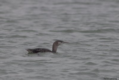 Roodkeelduiker