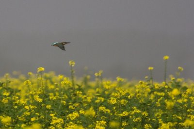 IJsvogel